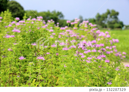 可愛い ワイルドベルガモットの花 可愛い ワイルドベルガモットの花 132287329
