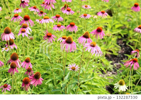 可愛い　エキナセアの花 132287330