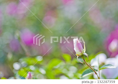 薔薇園にバラのつぼみがあります。 132287359