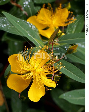 軒先の黄色いビヨウヤナギの花(雨粒をつけたキンシバイの花弁) 軒先の黄色いビヨウヤナギの花(雨粒をつけたキンシバイの花弁) 132287384