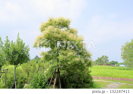 爽やか　シマトネリコの花 132287411