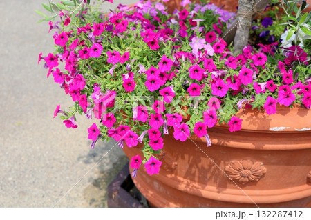 可愛い ペチュニアの花 可愛い ペチュニアの花 132287412