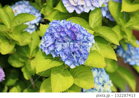 爽やか アジサイの花 爽やか アジサイの花 132287413