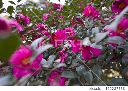 ピンク色のサザンカの花が咲いています。学名はCamellia sasanquaです。 ピンク色のサザンカの花が咲いています。学名はCamellia sasanquaです。 132287588