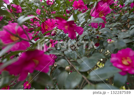 ピンク色のサザンカの花が咲いています。学名はCamellia sasanquaです。 ピンク色のサザンカの花が咲いています。学名はCamellia sasanquaです。 132287589