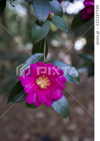 ピンク色のサザンカの花が咲いています。学名はCamellia sasanquaです。 ピンク色のサザンカの花が咲いています。学名はCamellia sasanquaです。 132287590