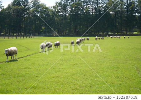 羊の行進 132287619