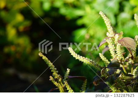 菜園に実る赤紫蘇の実 132287625