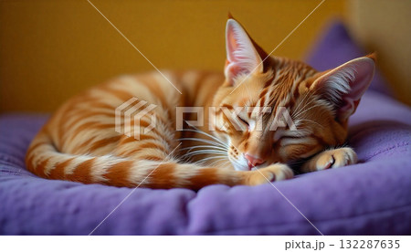 眠る猫 132287635