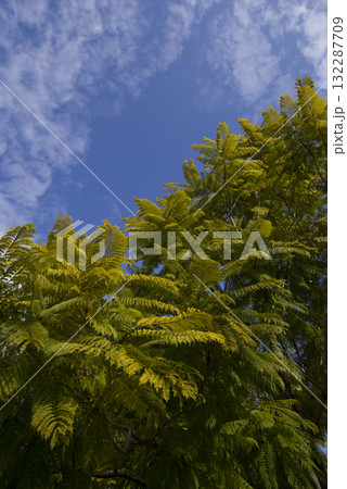 青空の下ジャカランダの木が緑の葉を光らせています。 学名はJacarandaです。 132287709