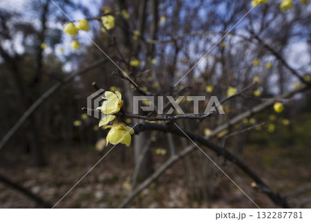 ソシンロウバイ(素心蝋梅)の黄色い花が咲いています。 ソシンロウバイ(素心蝋梅)の黄色い花が咲いています。 132287781