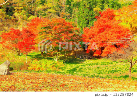 鮮やかな紅葉の立輪水辺公園 132287824