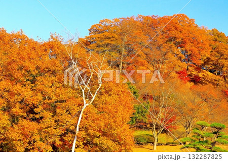 快晴の青空と鮮やかな紅葉の立輪水辺公園 132287825