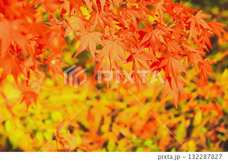 紅葉の木の葉 132287827