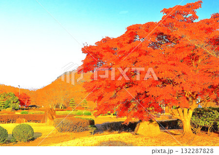 爽やかな青空と鮮やかな紅葉の七ツ森湖畔公園 爽やかな青空と鮮やかな紅葉の七ツ森湖畔公園 132287828
