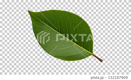 葉子(綠色) 葉子(綠色) 132287909