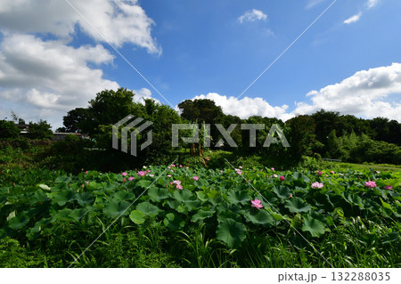 川辺の湧水の中で咲いていた蓮の花 132288035