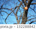 冬空に残された一粒の柿 - 静かな季節の記憶 - 132288842