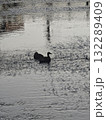 静かな水面に浮かぶ2羽のカモ 132289409