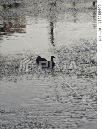 静かな水面に浮かぶ2羽のカモ 静かな水面に浮かぶ2羽のカモ 132289409