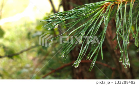 Close up of wet pine needles with raindrops dripping. 132289482