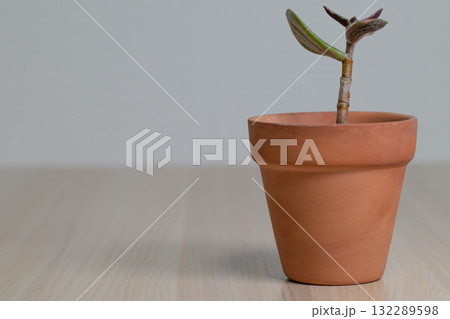 木目調のデスク上の小さなテラコッタ鉢の植物 132289598