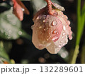 朝露をまとった花のつぼみ 132289601