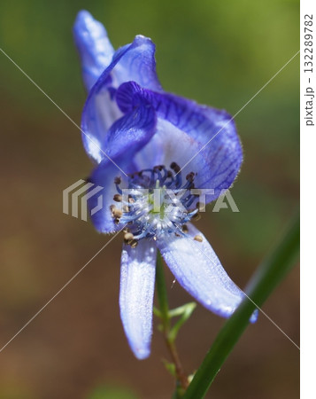 こもれびの中のトリカブト属の花(20251015101528) こもれびの中のトリカブト属の花(20251015101528) 132289782