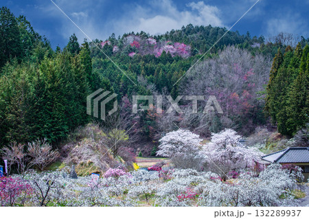 上中のしだれ桃 上中のしだれ桃 132289937