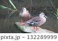 岩の上で休む2羽のカルガモ 132289999