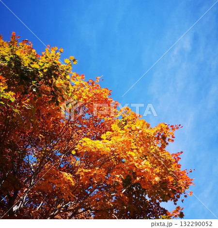秋　櫛形山　紅葉 132290052