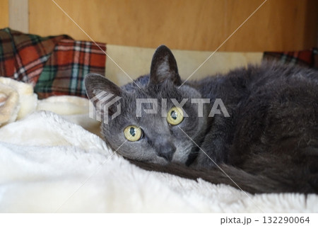 20歳を超えて元気なおばあちゃん猫 132290064