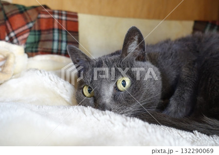 20歳を超えて元気なおばあちゃん猫 20歳を超えて元気なおばあちゃん猫 132290069