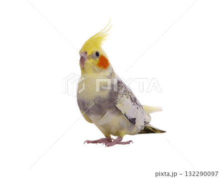 cockatiel  parrot isolated on a white background 132290097