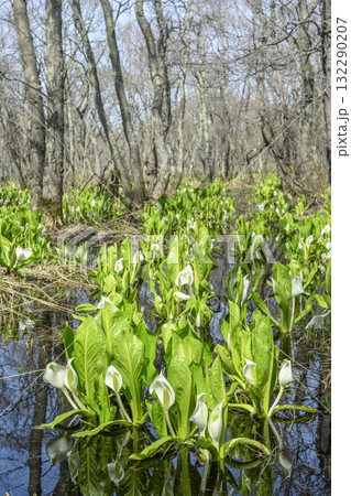 ミズバショウ　マクンベツ湿原　石狩市 132290207