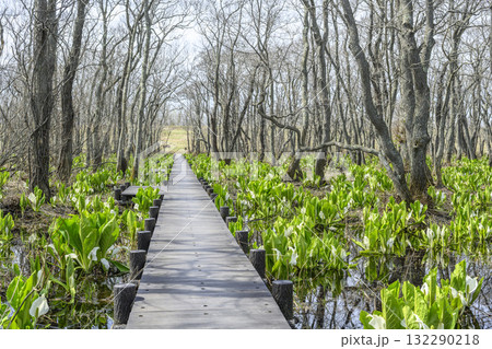 ミズバショウ　マクンベツ湿原　石狩市 132290218