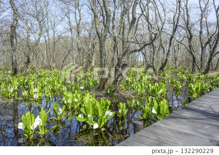 ミズバショウ　マクンベツ湿原　石狩市 132290229
