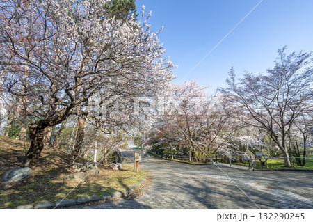 天神山緑地の梅　札幌市 132290245