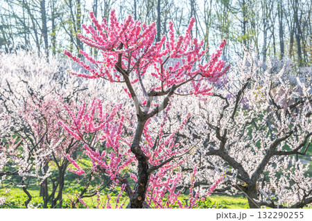 梅林 平岡公園 札幌市 梅林 平岡公園 札幌市 132290255