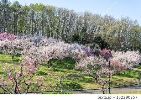 梅林　平岡公園　札幌市 132290257