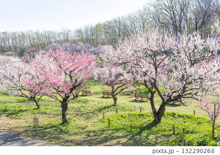 梅林 平岡公園 札幌市 梅林 平岡公園 札幌市 132290268