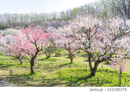 梅林 平岡公園 札幌市 梅林 平岡公園 札幌市 132290270