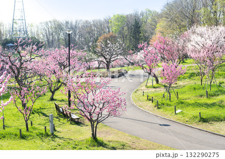 梅林　平岡公園　札幌市 132290275