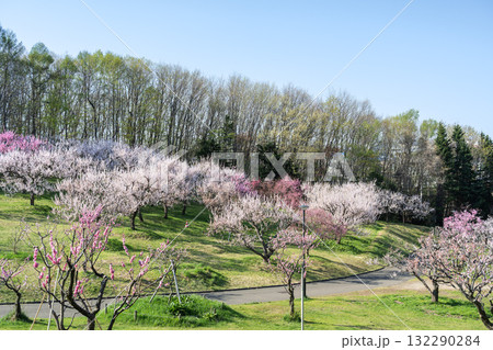 梅林 平岡公園 札幌市 梅林 平岡公園 札幌市 132290284