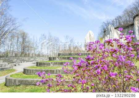エゾムラサキツツジ 石山緑地 札幌市 エゾムラサキツツジ 石山緑地 札幌市 132290286