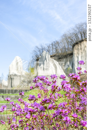 エゾムラサキツツジ　石山緑地　札幌市 132290287