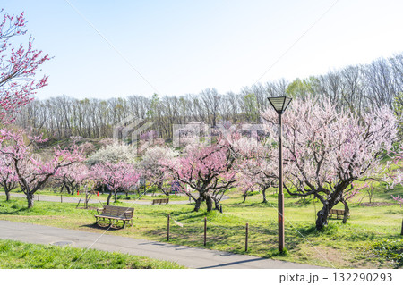 梅林 平岡公園 札幌市 梅林 平岡公園 札幌市 132290293