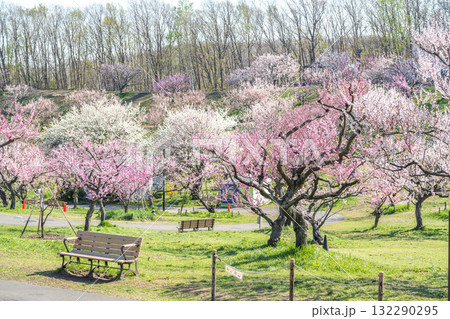 梅林　平岡公園　札幌市 132290295