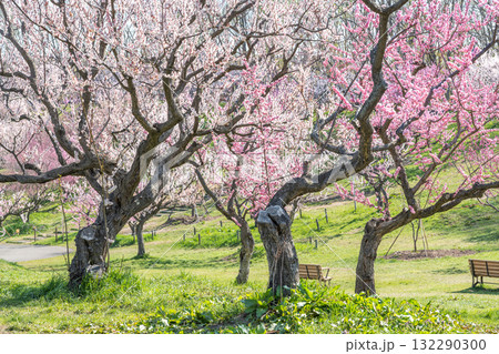 梅林　平岡公園　札幌市 132290300