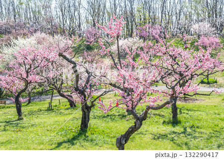 梅林 平岡公園 札幌市 梅林 平岡公園 札幌市 132290417
